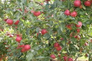 les pommes Ariane dans leurs vergers