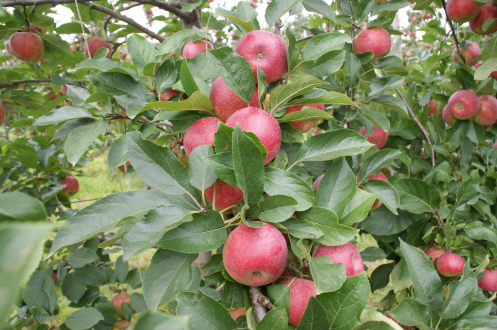 Les pommes Ariane dans leur verger