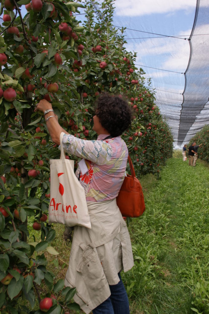 cueillette des premières pommes Ariane de 2014