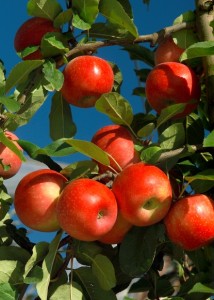 Pommier, Les bienfaits du jus de pommes