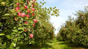 Pomme Ariane récolte