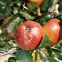 Tavelure sur une pomme normale