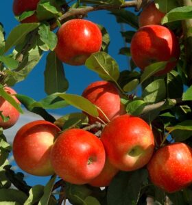 Pommier, Les bienfaits du jus de pommes